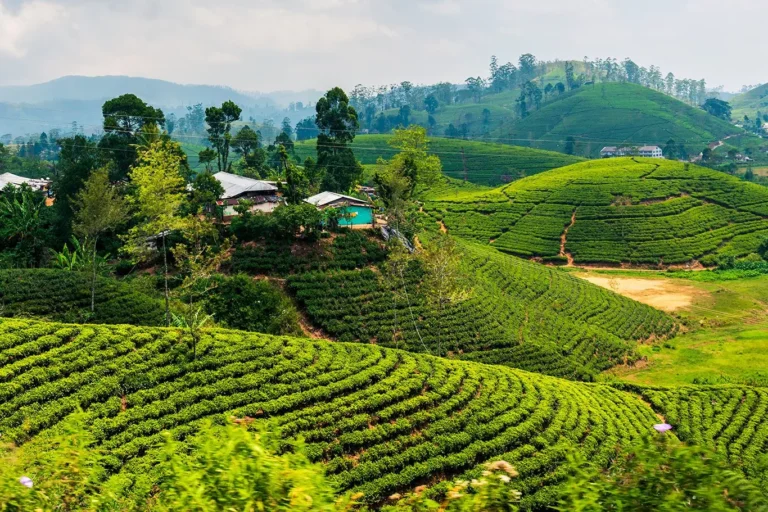 Sri Lanka – szlakiem buddyjskich skarbów 3* – wycieczka objazdowa